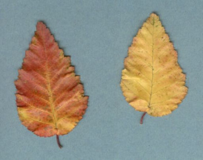 Carpinus_turtzaninovii_Herbstlaub_11.05.jpg