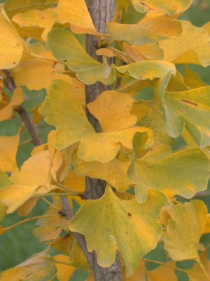 Gingko_im_November0011.jpg