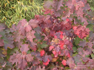 Hydrangea_querdifolia_10011.jpg