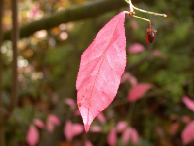 Euonymus_alata_letztes_Blatt0011.jpg