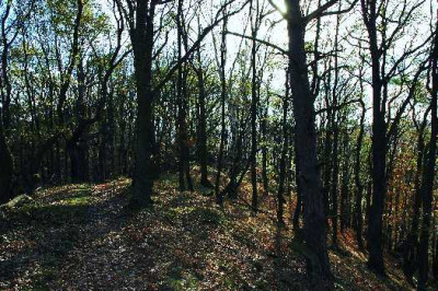 Wald_5__06-11-05.jpg