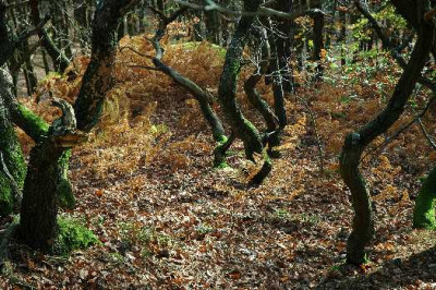 Wald_3_06-11-05.jpg