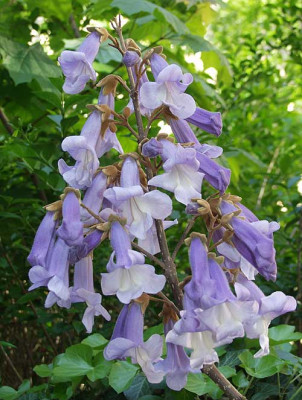 Paulownia-tomentosa-1.jpg