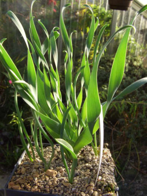 Ornithogalum_apertum.jpg