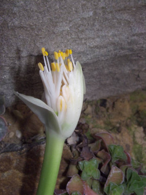 Haemanthus_albiflos.jpg