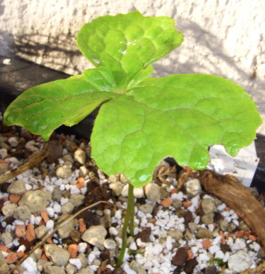 Podophyllum_Fruhstart.jpg