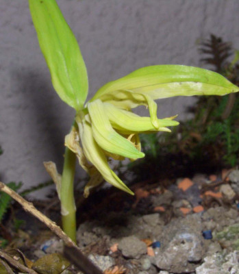 Polygonatum_Fruhstart.jpg