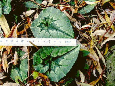 Cyclamen_hederifolium_giganteum____f.jpg