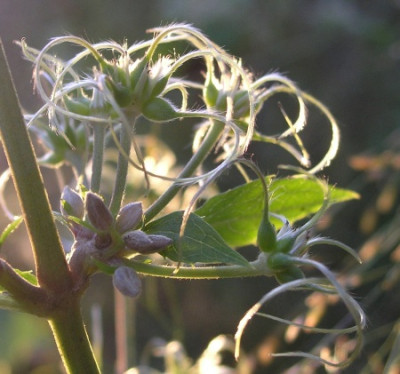 Clematis-tubulosa-Nov-2005.jpg