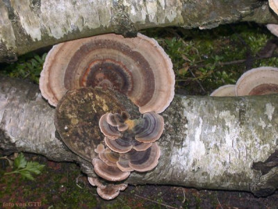 Pilz_1_an_Birke0011.jpg