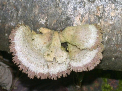 Pilz_2_an_Birke0011.jpg