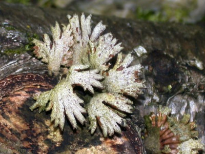 Pilz_3_an_Birke0011.jpg