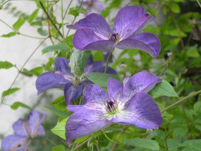 Venosa-Violacea-Nov-05.jpg