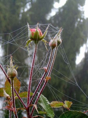 Rose-eingesponnen.jpg