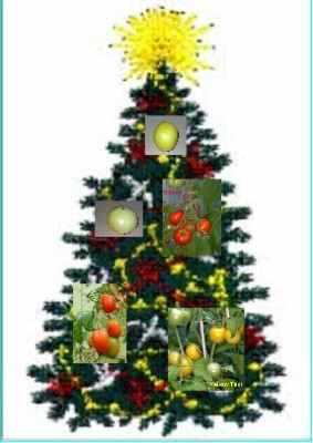 Tomaten-Tannenbaum.jpg