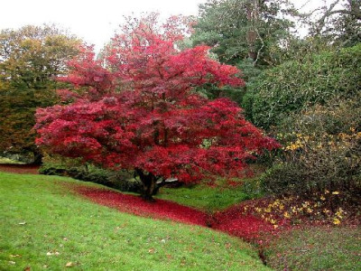 Ahornbett_High_Beeches_klein_10.05.jpg