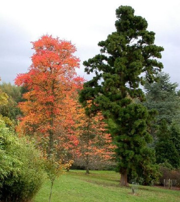 Nyssa_sylvatica_Riese_und_Cryptomeria_japonica_Lobbii__High_Beeches_klein_10.05.jpg