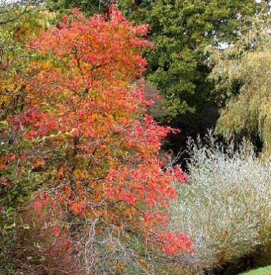 Nyssa_herbstlich_klein__in_Hight_Beeches_10.05.jpg