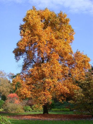 Liriodendron_tulipifera_klein__in_Bockrijk_10.05.jpg