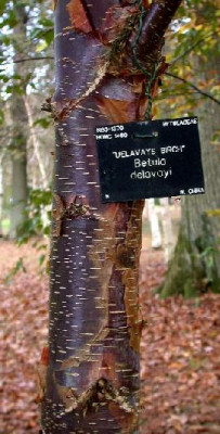 Betula_delavayi_klein_Wakehurst_10.05.jpg