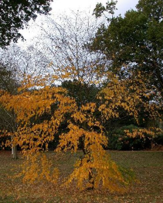 Betula_lutea_klein_Wakehurst_10.05.jpg