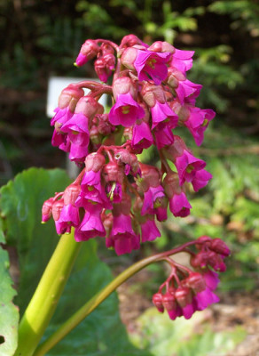 Bergenia.-.Rietheim.jpg
