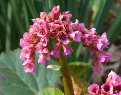 Bergenia.-.Vorfruehling.jpg
