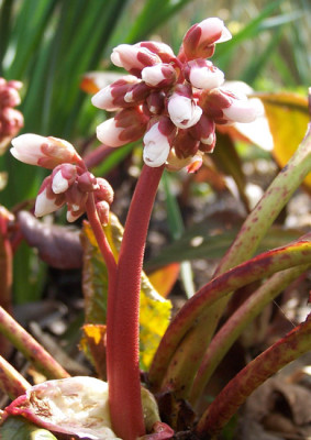 Bergenia.-.Britten.jpg