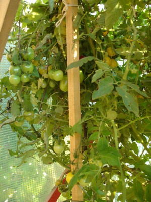 tomaten9.11..jpg