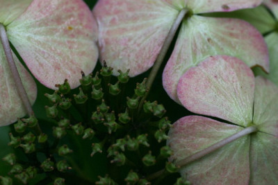Hortensie-Nov-1.jpg