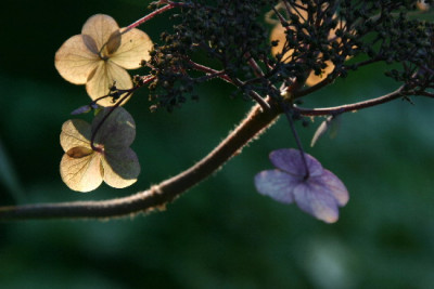 Hortensie-Nov-2.jpg
