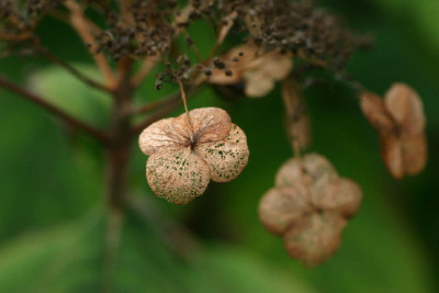 Hortensie-Nov-3.jpg