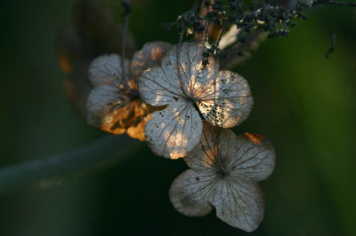Hortensie-Nov-4.jpg