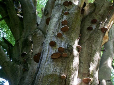 2005_0617-175pilzbefall.jpg