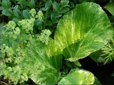Bergenia_Tubby_Andrews..jpg