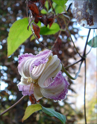 C.crispa.jpg