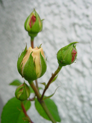 rosa_sombreuil.jpg