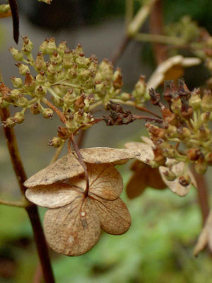 Hort.arborescens-Annabelle.jpg