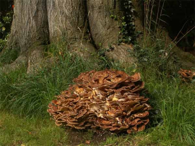 2005_OL-Buche-POrling.jpg