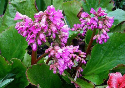 Bergenia_Rietheim_TT.jpg