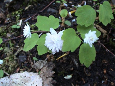 Anemonella_thalictroides.jpg