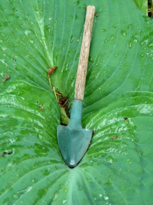Hosta_monstrosa.jpg