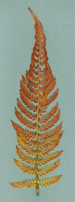 Polystichum_setiferum_Bevis_11.05.jpg
