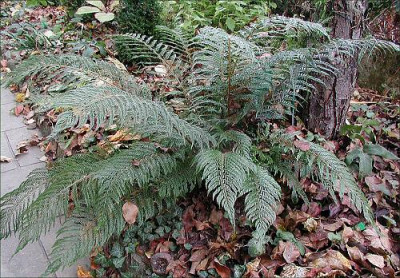 Polystichum_setiferum_Bevis.jpg