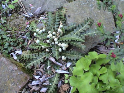 Ceterach_officinarum_mit_Daphne_cneorum.jpg