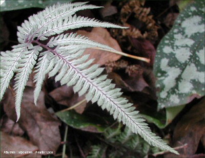 Athyrium_niponicum_Pewter_Lace.jpg