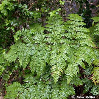 Culc_macrocarpa_8Wv.jpg