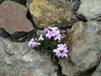 Daphne_arbuscula.jpg
