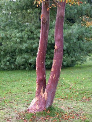 Stewartiastamm_vor_Pinus_strobus_klein_Wakehurst_10.05.jpg