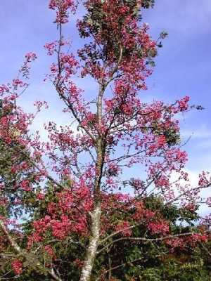 Sorbus___rosa_Beeren_klein_Wakehurst_10.05.JPG